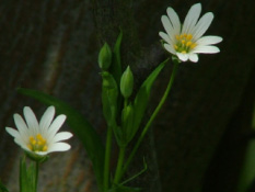 Stellaria holosteaGrote muur bestellen